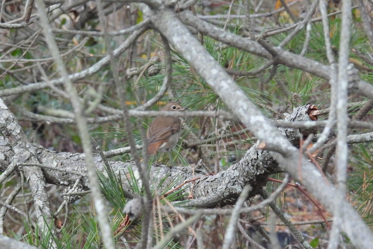 Дрізд-короткодзьоб плямистоволий - ML646118291