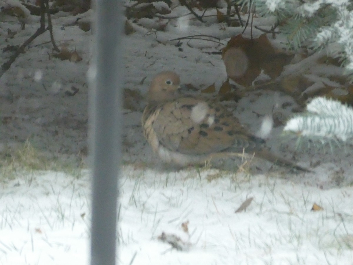 Зенаїда північна - ML646118292
