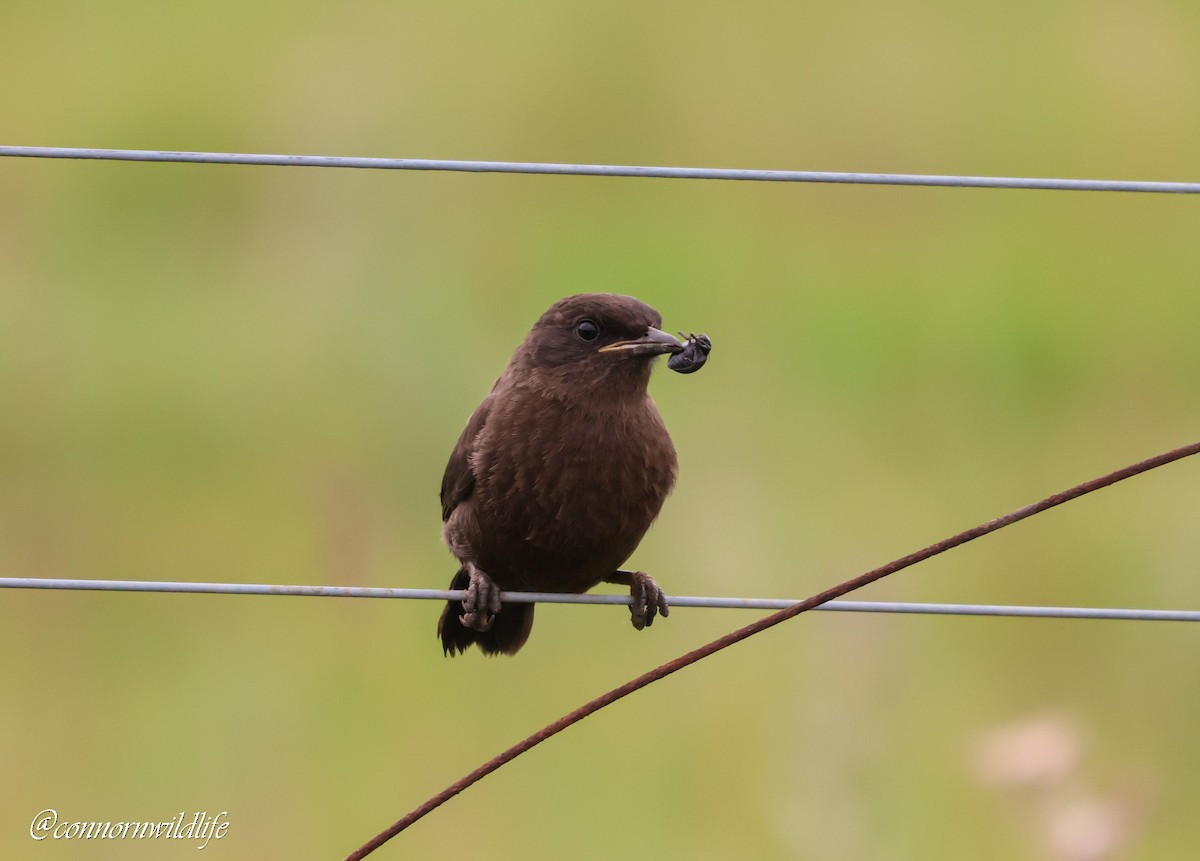 Смолярик південний - ML646118293