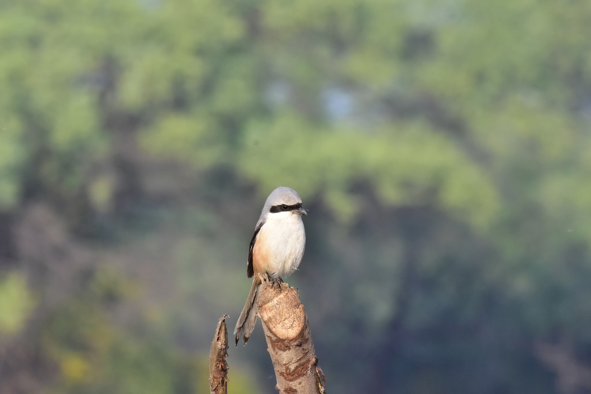 Сорокопуд довгохвостий - ML646118294