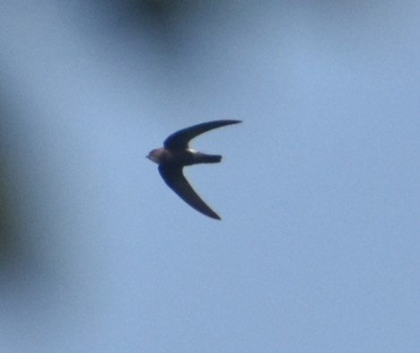 Серпокрилець малий - ML646118295