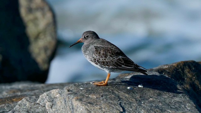 Морской песочник - ML646118297