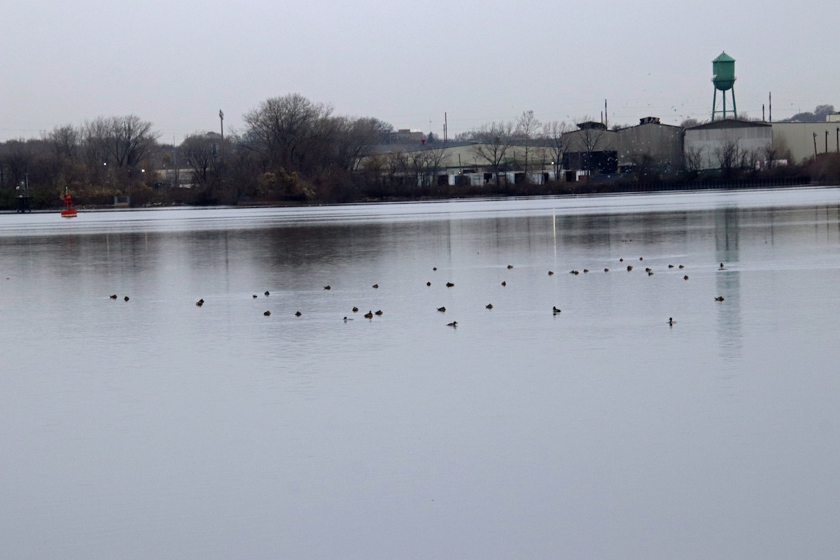 Савка американська - ML646118298