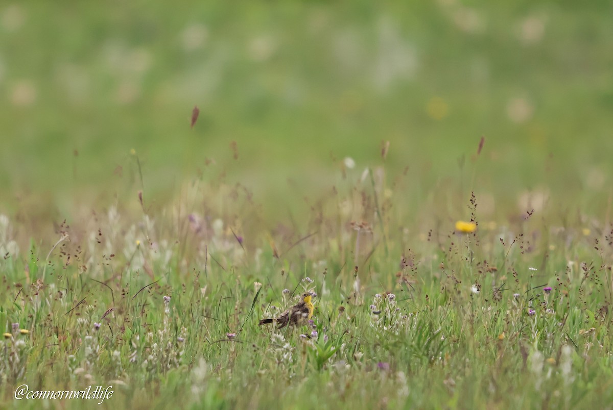 Єрник жовтий - ML646118299