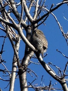 Сичик-горобець гірський - ML646118304