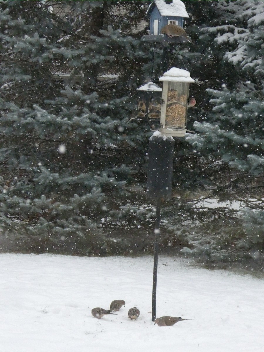 Зенаїда північна - ML646118305