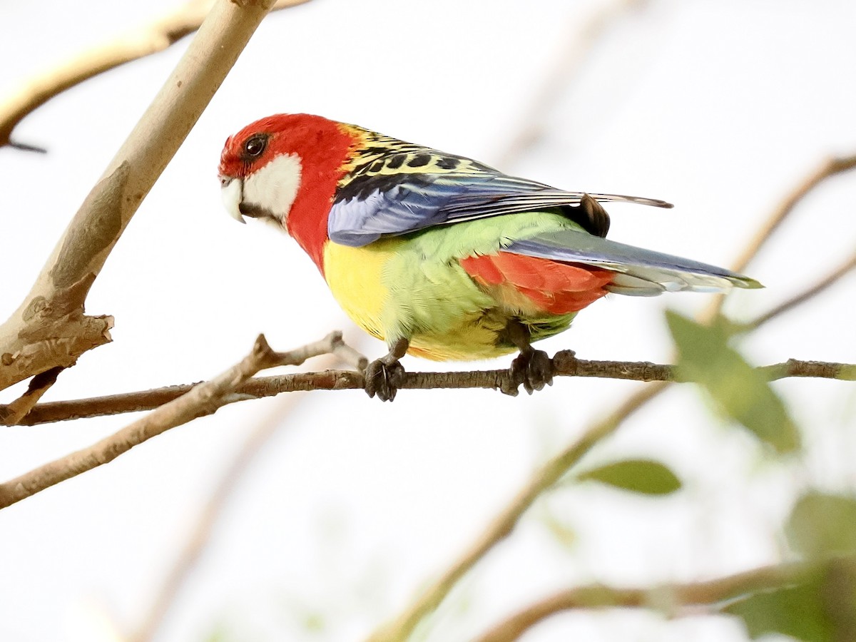 Розела білогорла - ML646118306