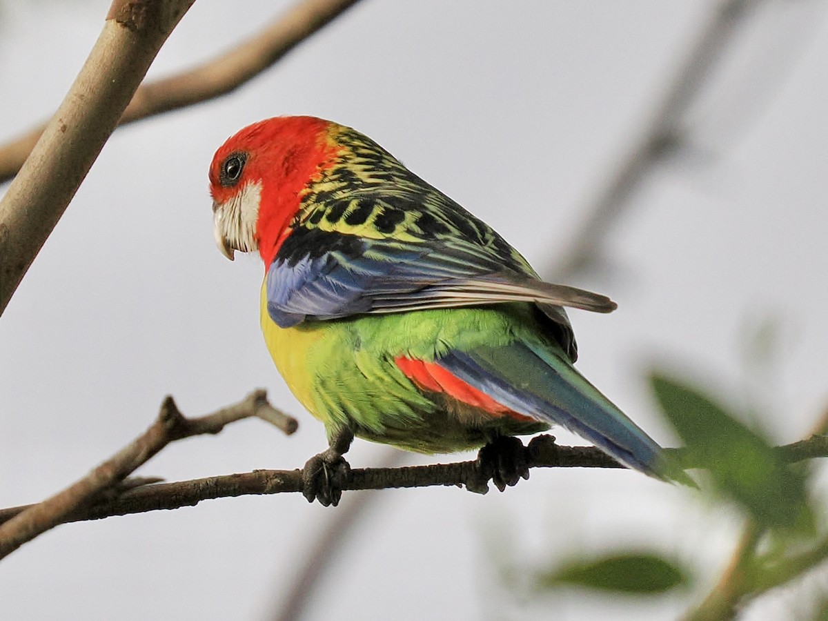 Розела білогорла - ML646118307