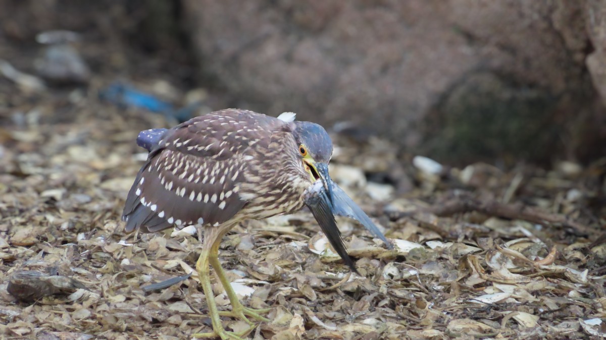 Квак звичайний - ML646118310