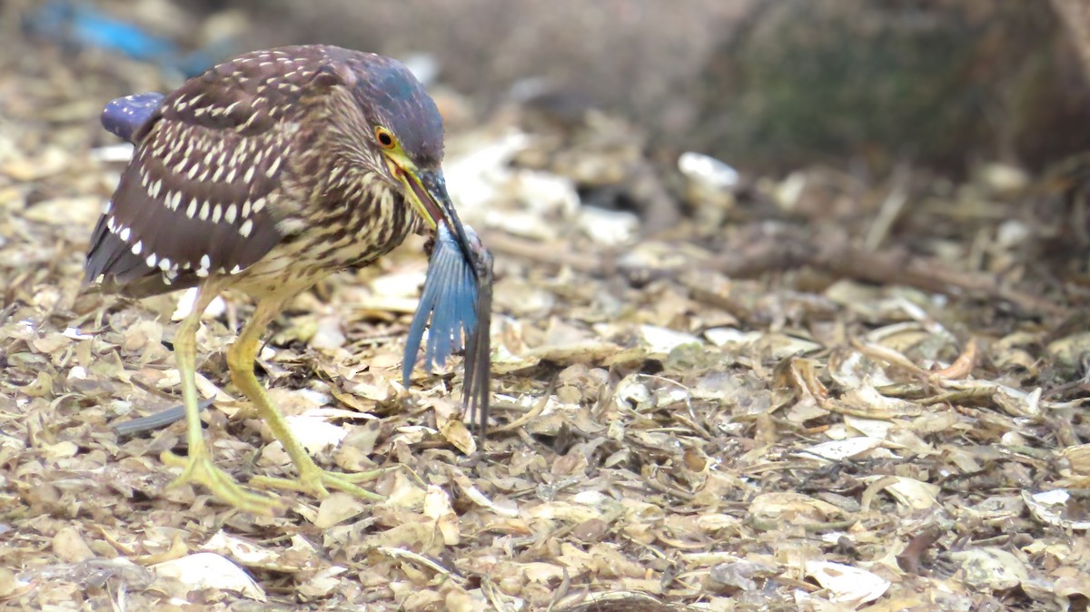 Квак звичайний - ML646118311