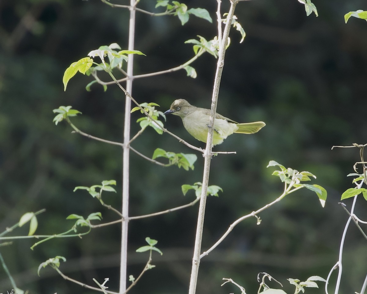Бюльбюль білоокий - ML646118312