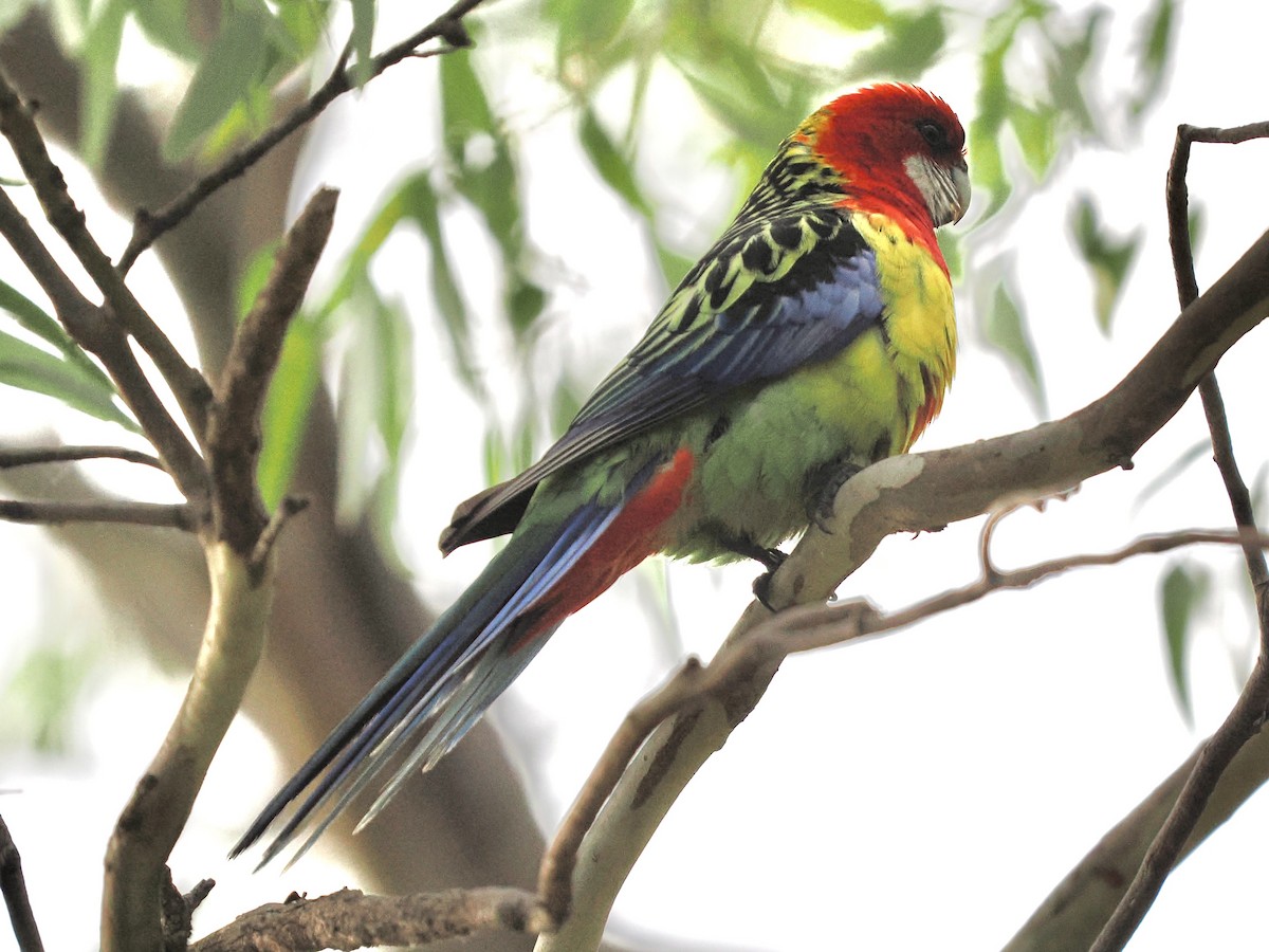 Розела білогорла - ML646118313