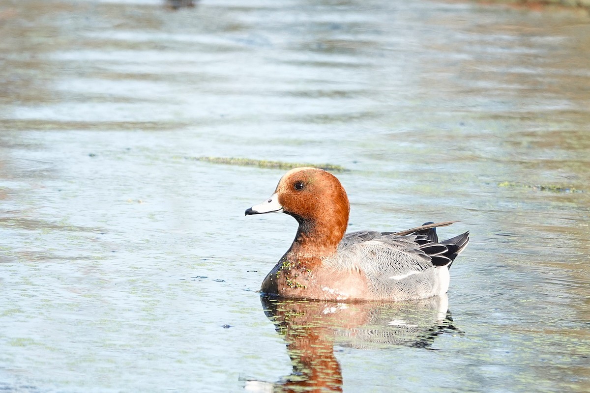 Свищ євразійський - ML646118315