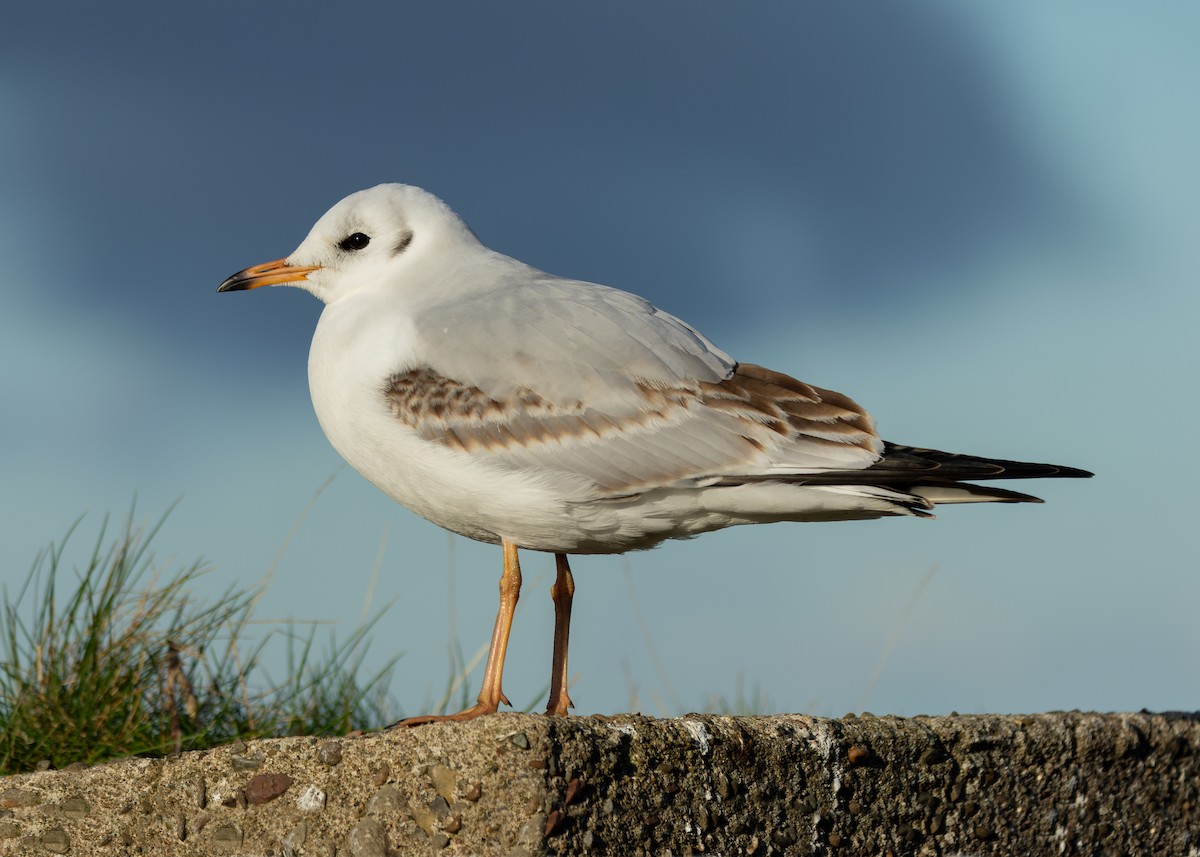 Black-headed Gull - ML646118317