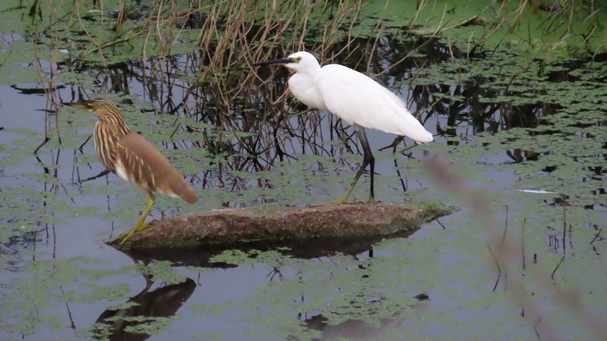 Чапля індійська - ML646118320