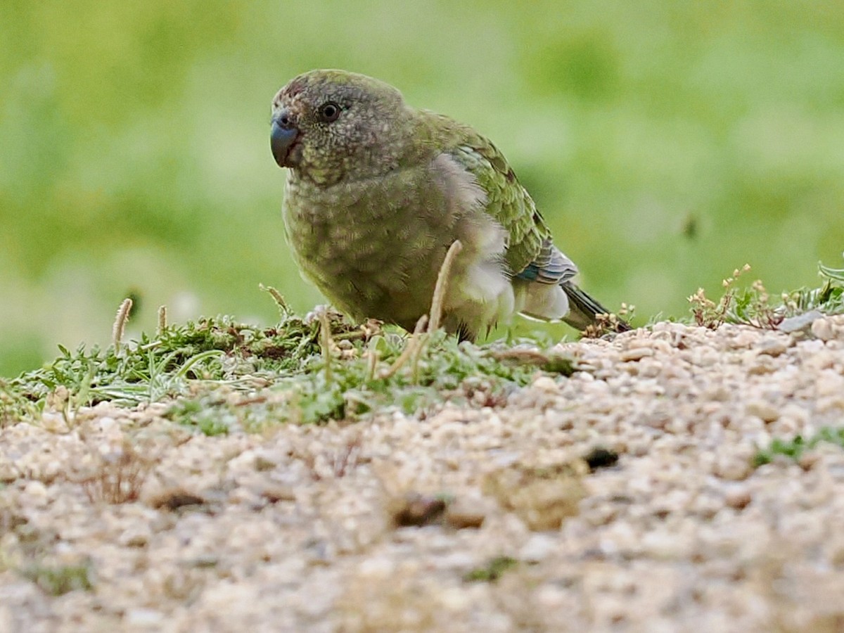 Папужка співочий - ML646118321