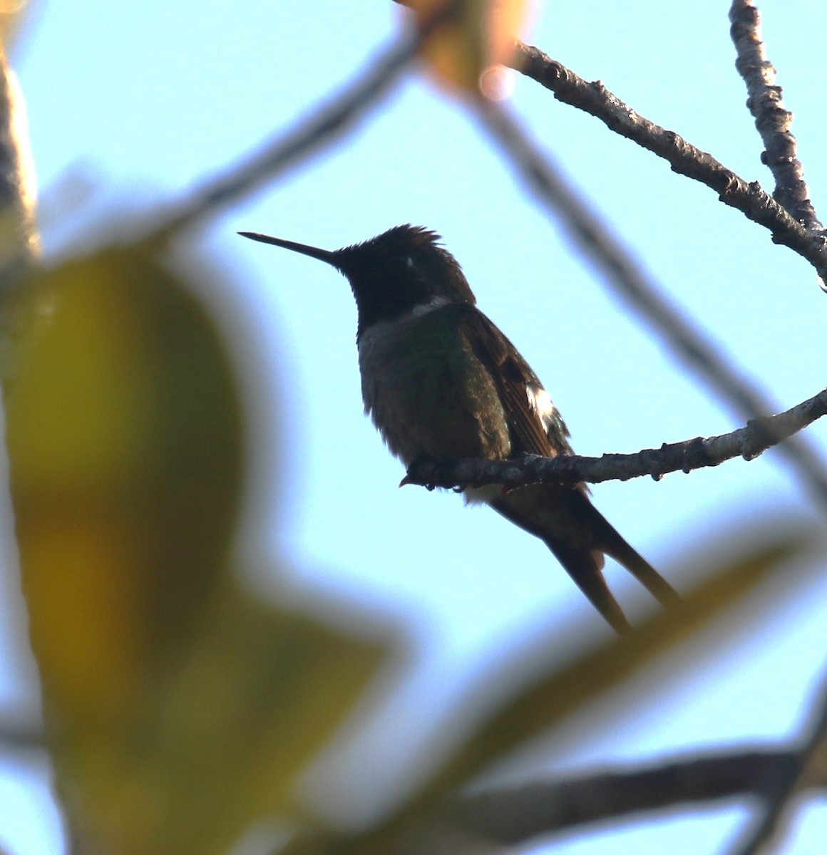 Колібрі-аметист білочеревий - ML646118323