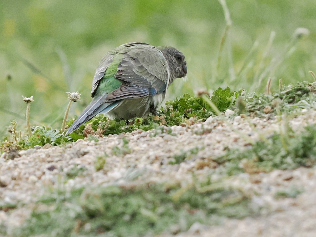 Папужка співочий - ML646118324
