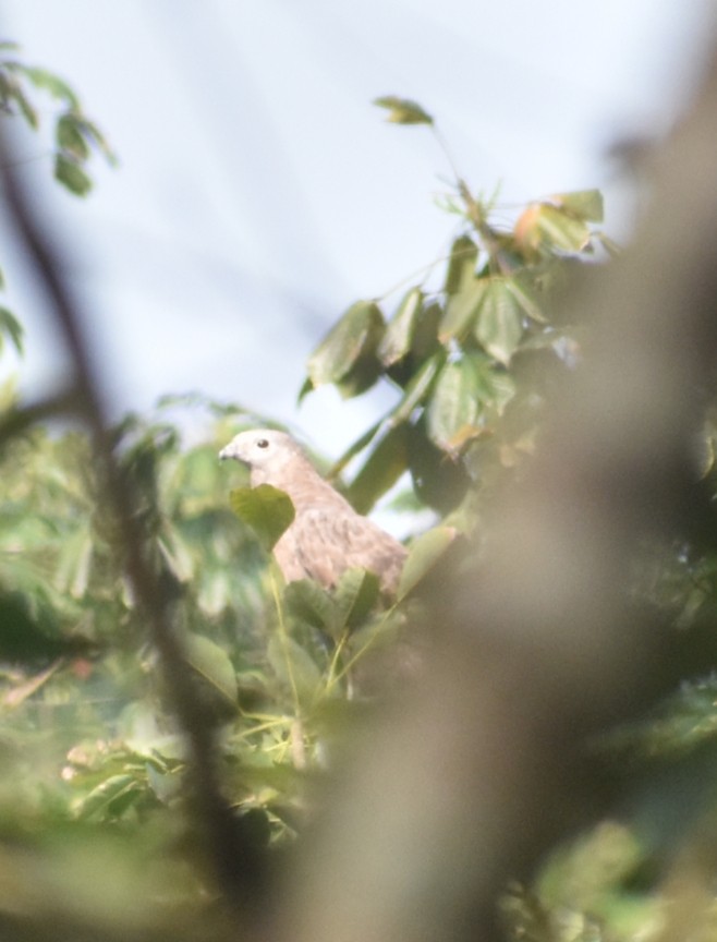 Осоїд чубатий - ML646118328