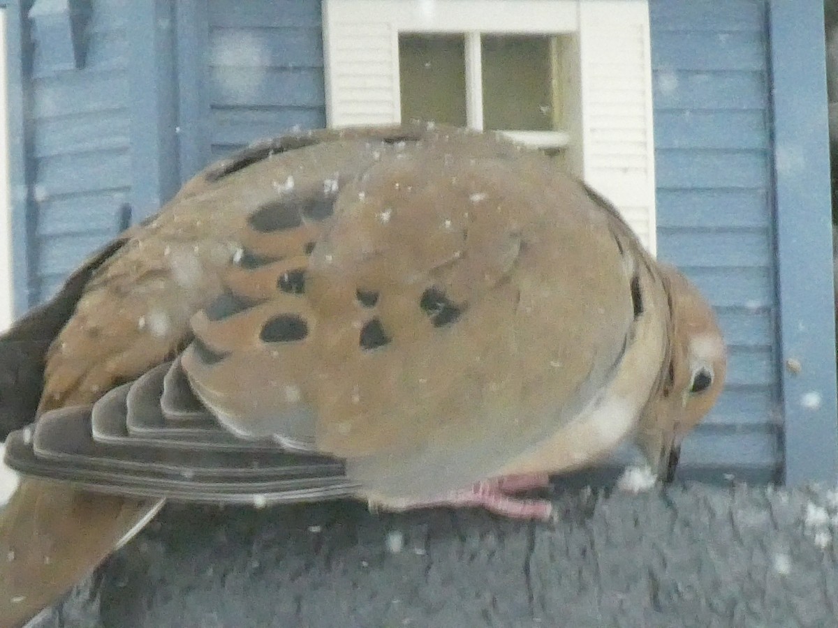 Зенаїда північна - ML646118331