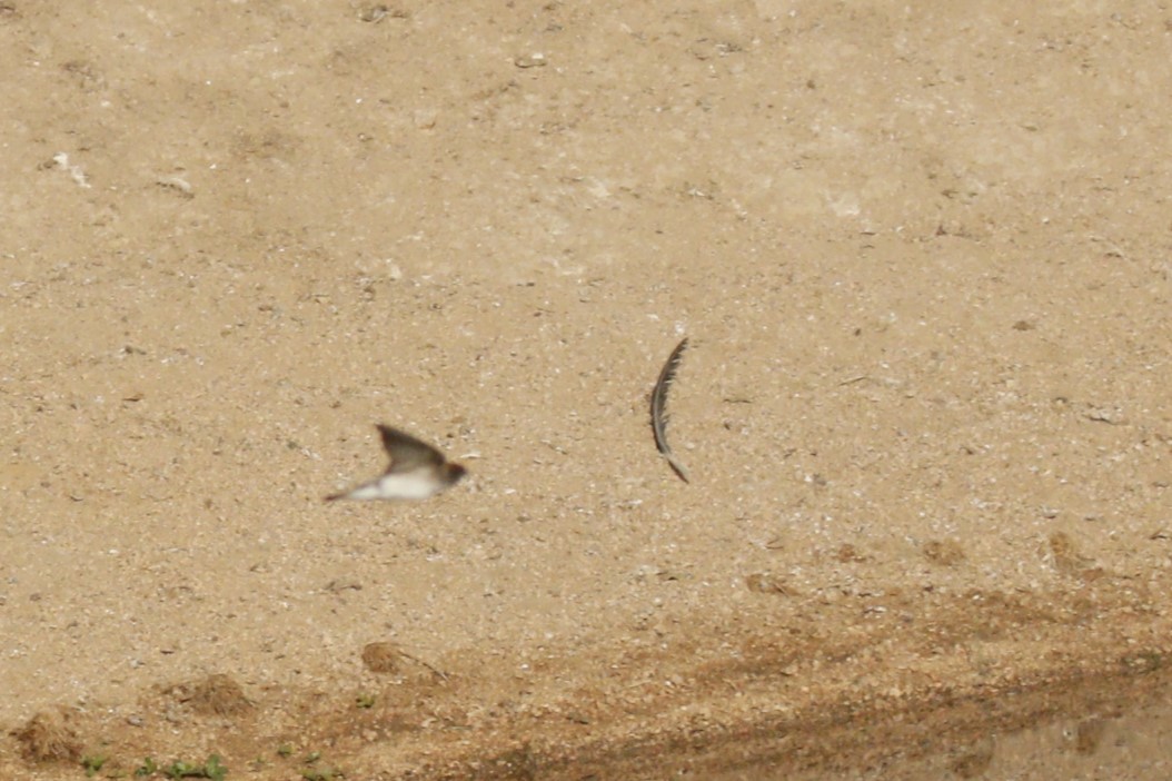 Ластівкові sp. - ML646118333