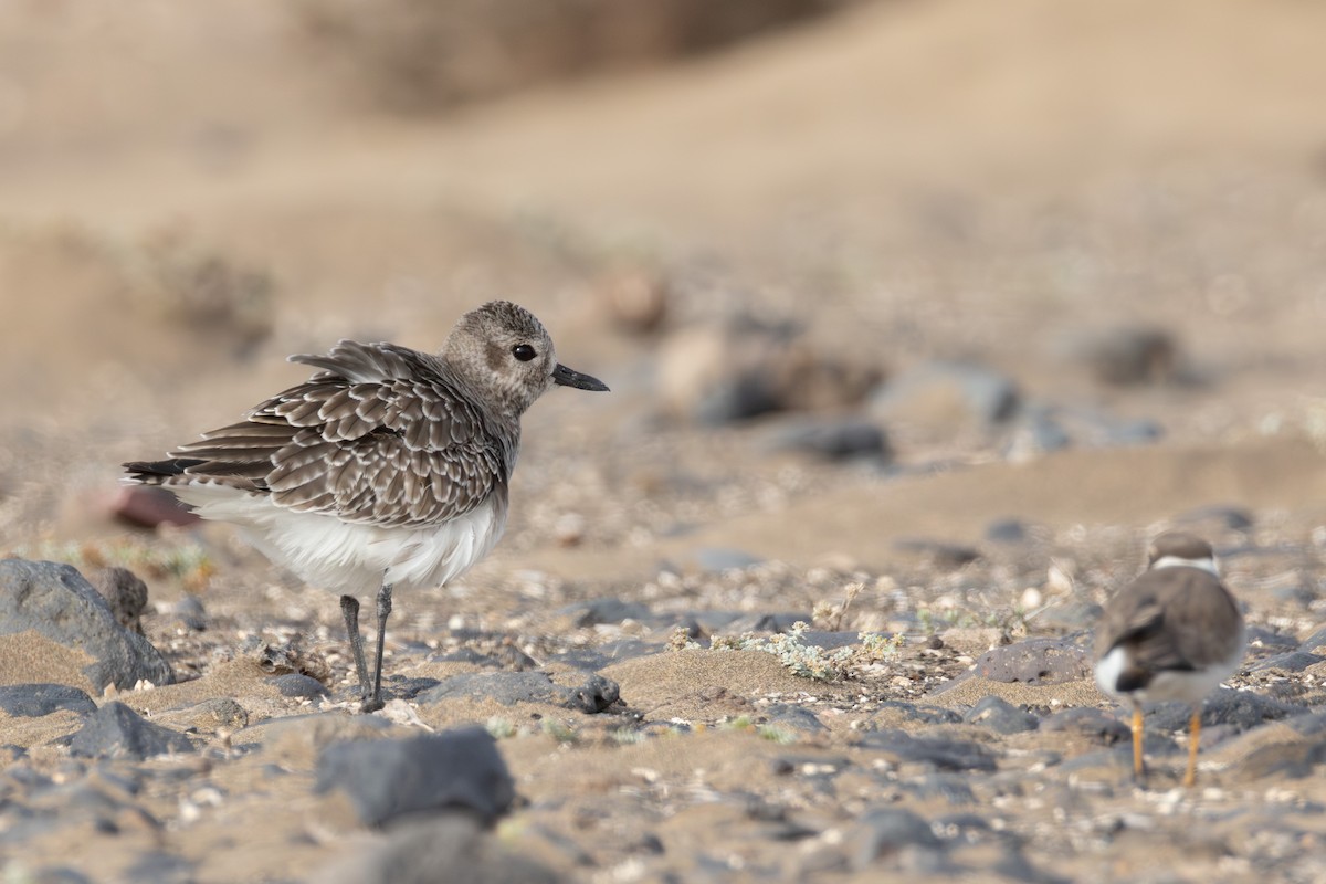 Сивка морська - ML646118334