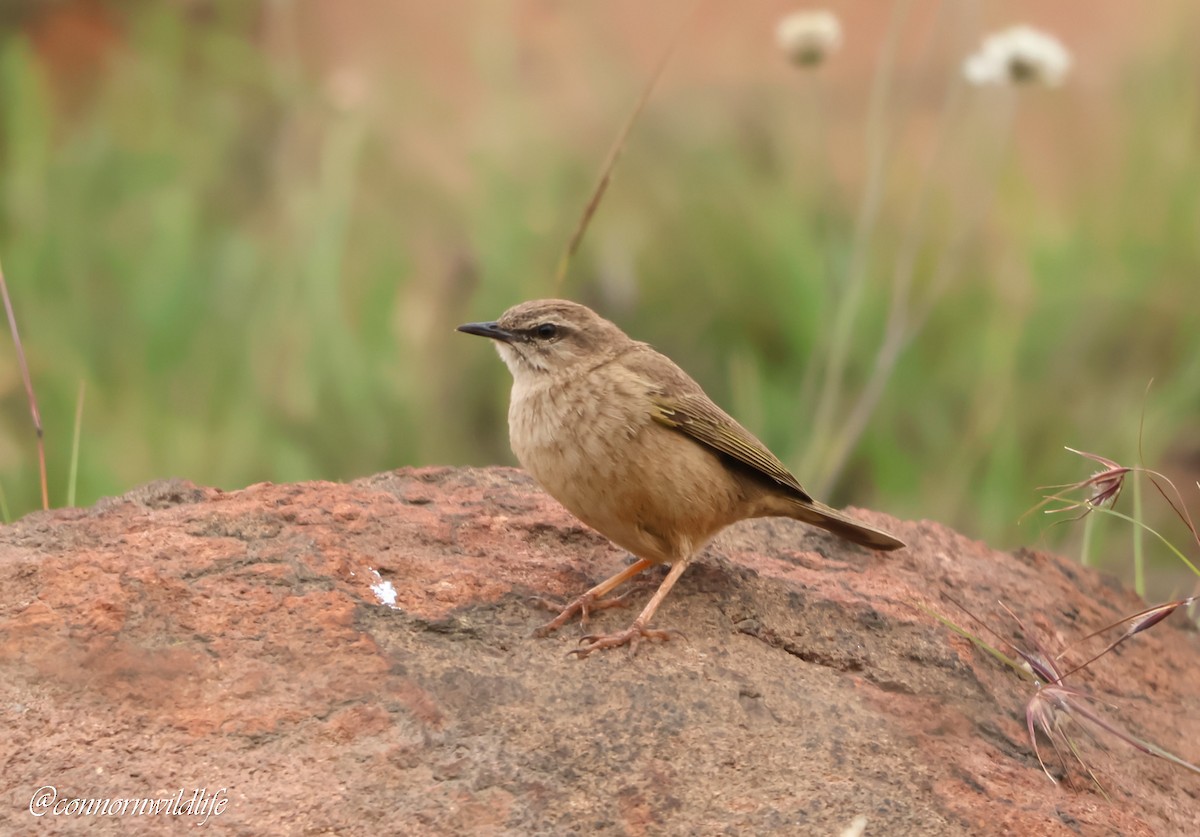 Yellow-tufted Pipit - ML646118350