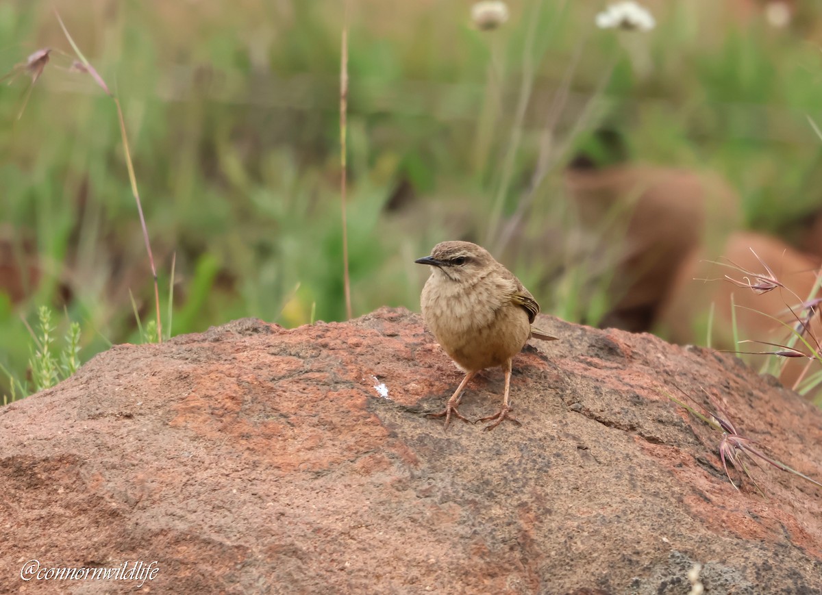 Yellow-tufted Pipit - ML646118358