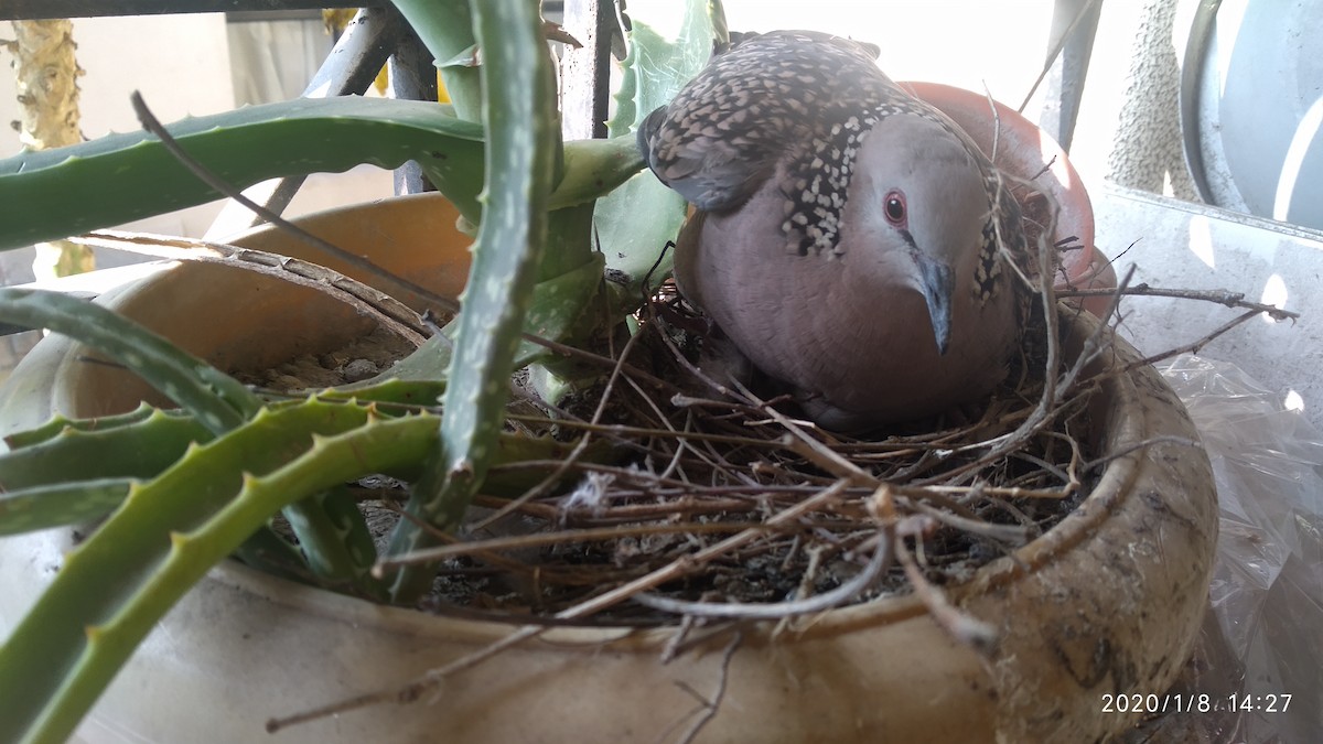 Spotted Dove - ML646118359