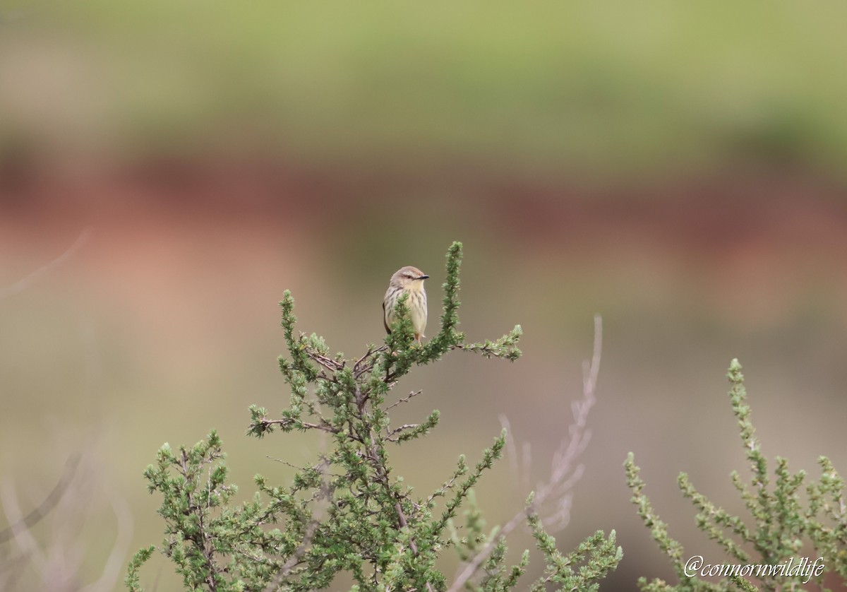 Принія жовтогруда - ML646118361