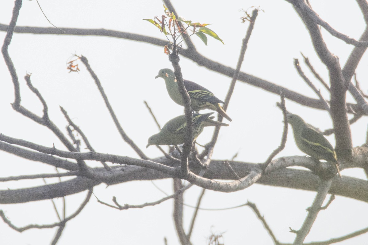 Gray-fronted Green-Pigeon - ML646118373
