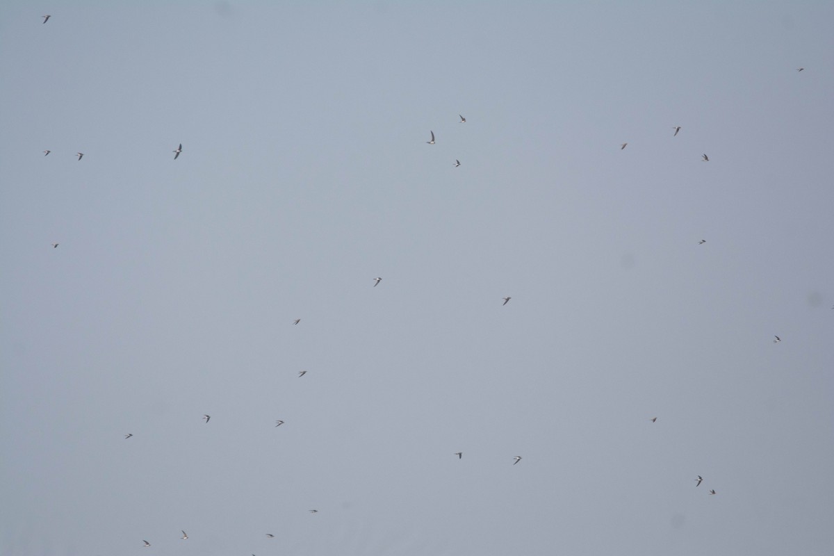 シロハラアマツバメ - ML646118377