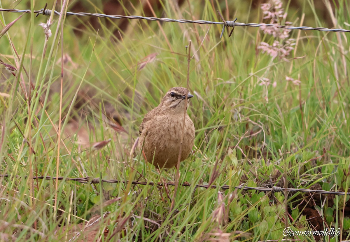 Yellow-tufted Pipit - ML646118378