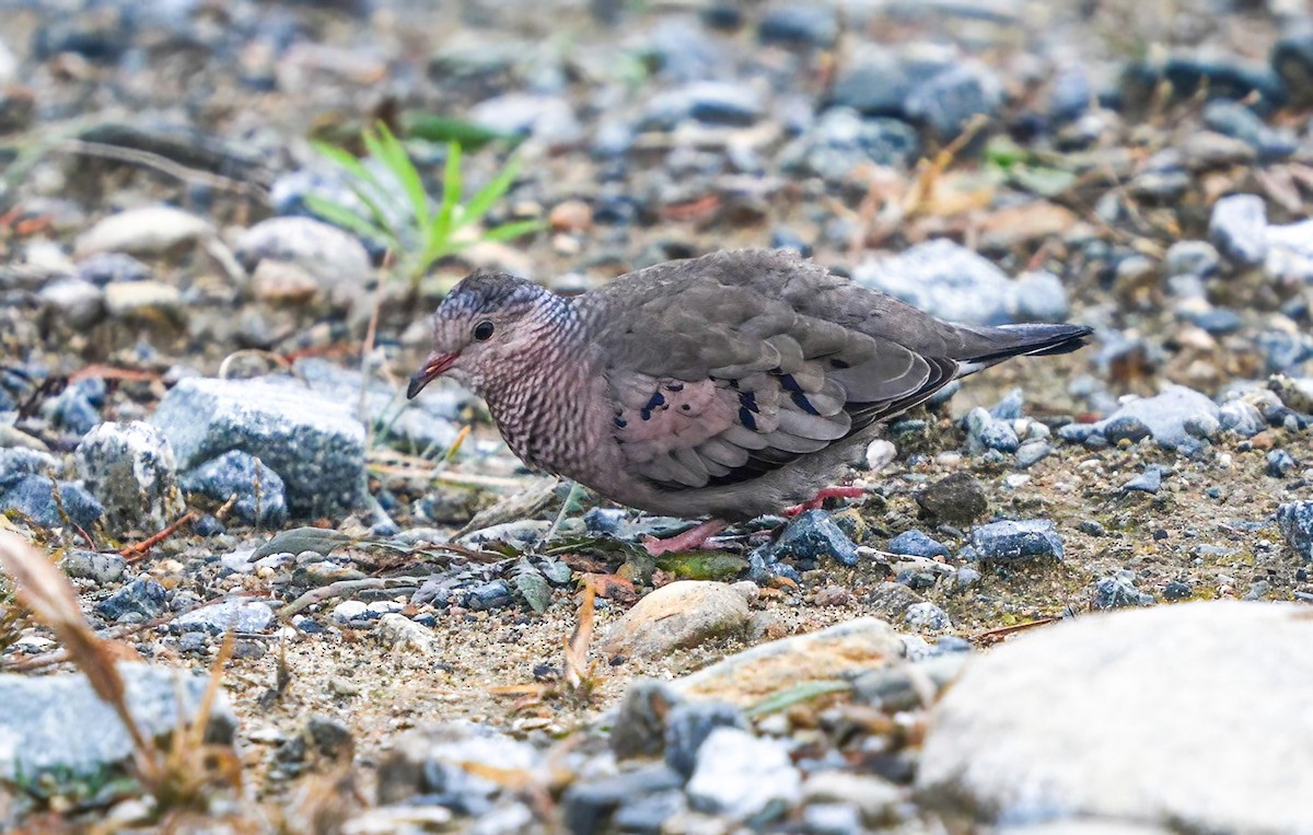 Common Ground Dove - ML646118416