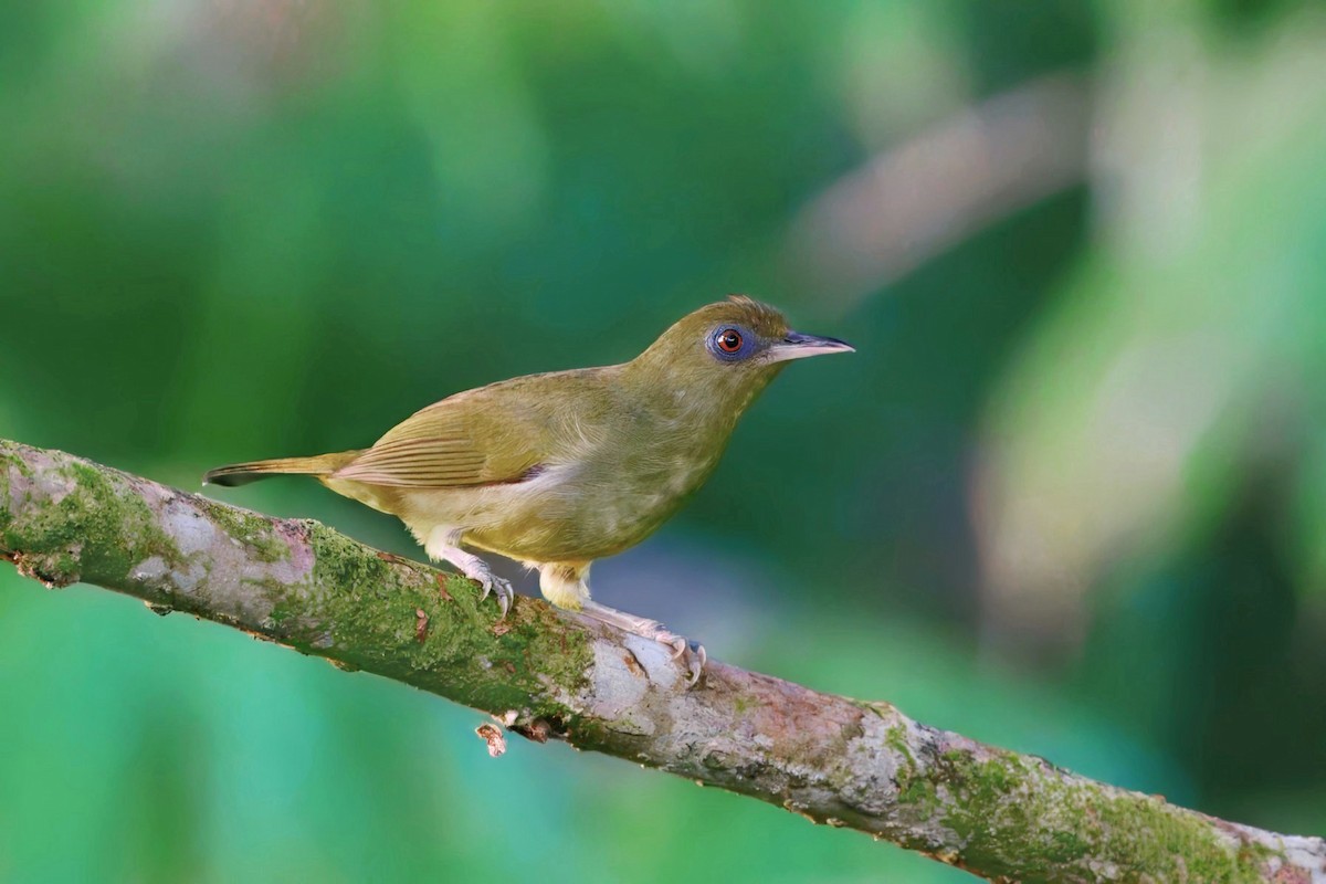 Malaita White-eye - ML646118418