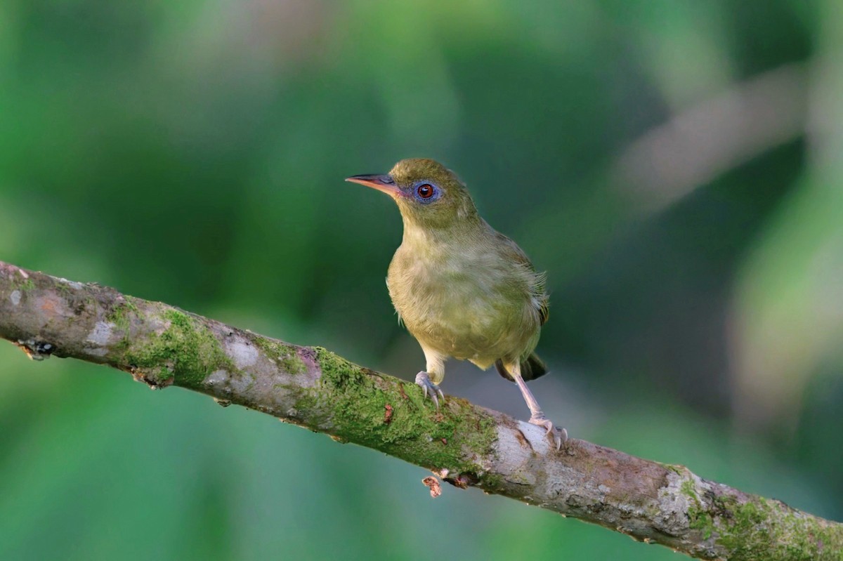 Malaita White-eye - ML646118424