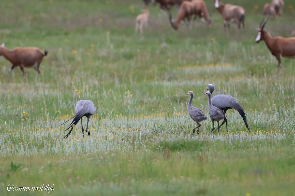 Blue Crane - ML646118429