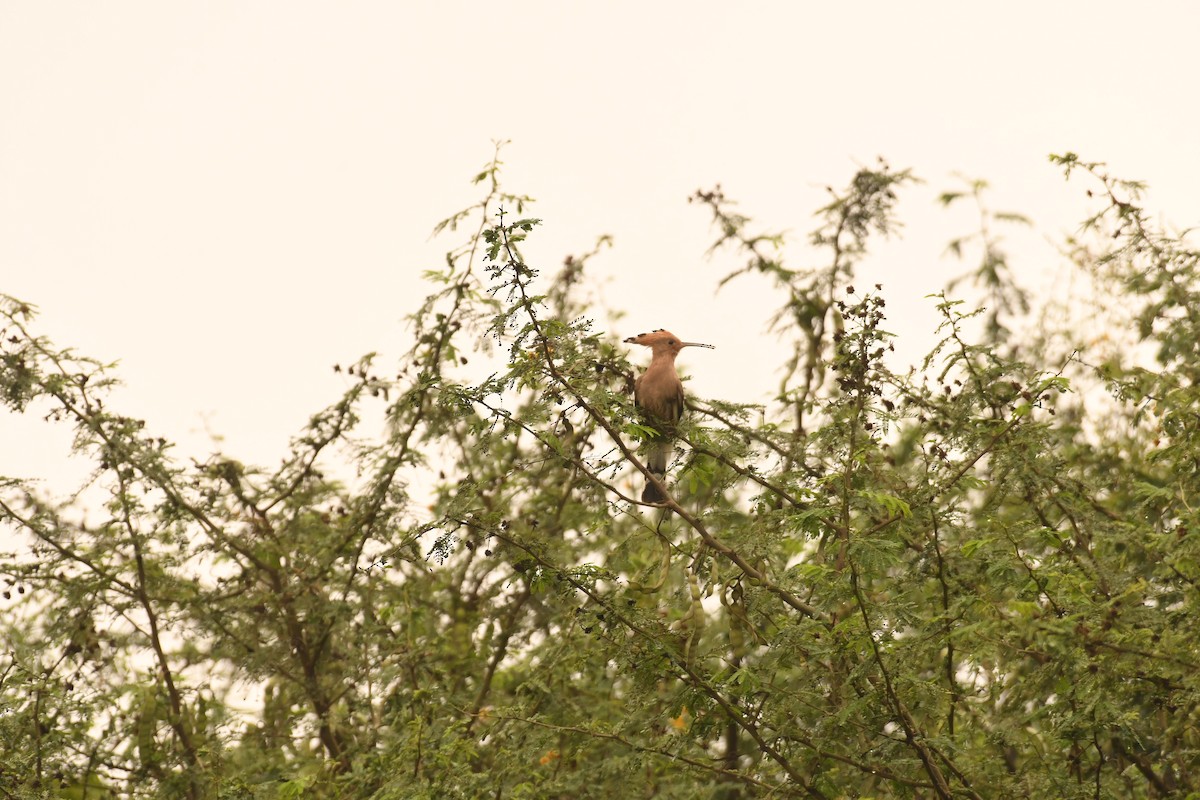 Common Hoopoe - ML646118442