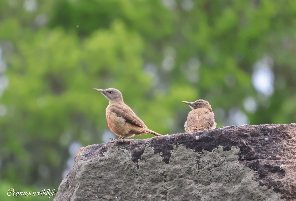 Ground Woodpecker - ML646118444