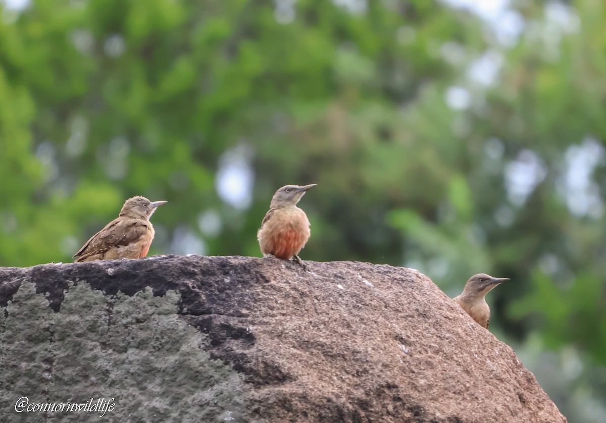 Ground Woodpecker - ML646118445