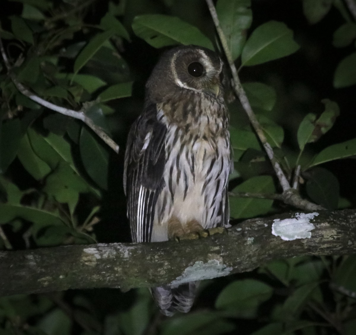 Mottled Owl - ML646118447