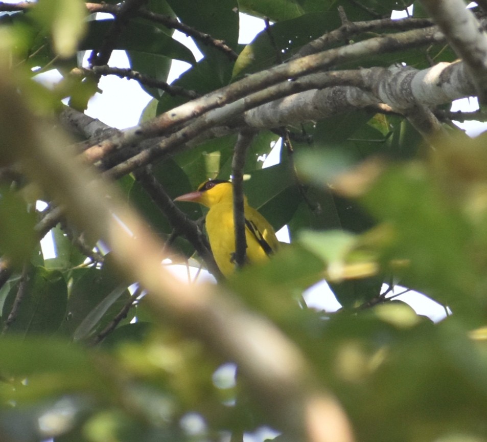 Black-naped Oriole - ML646118453