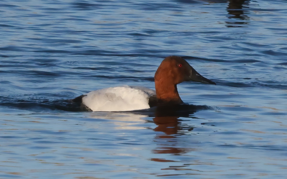 Canvasback - ML646118462