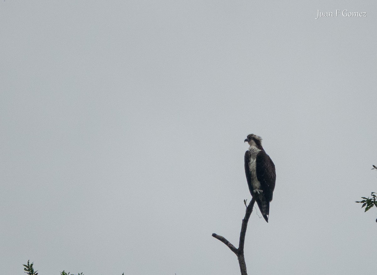 Osprey - ML646118463