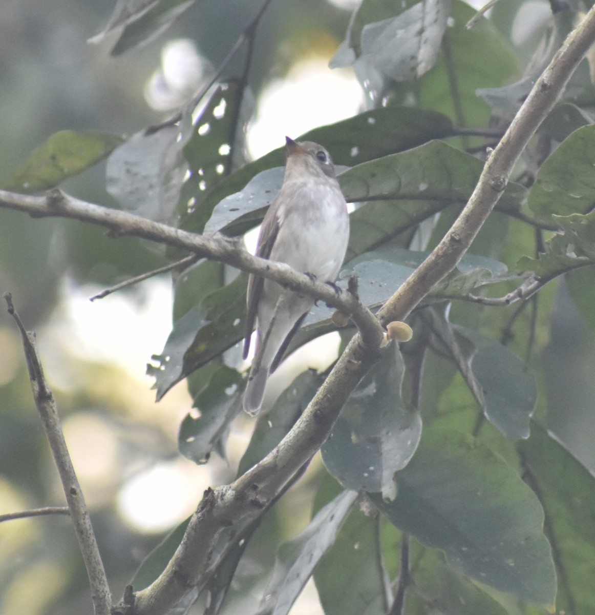 Asian Brown Flycatcher - ML646118467