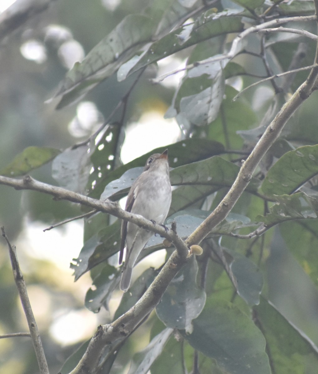 Asian Brown Flycatcher - ML646118468