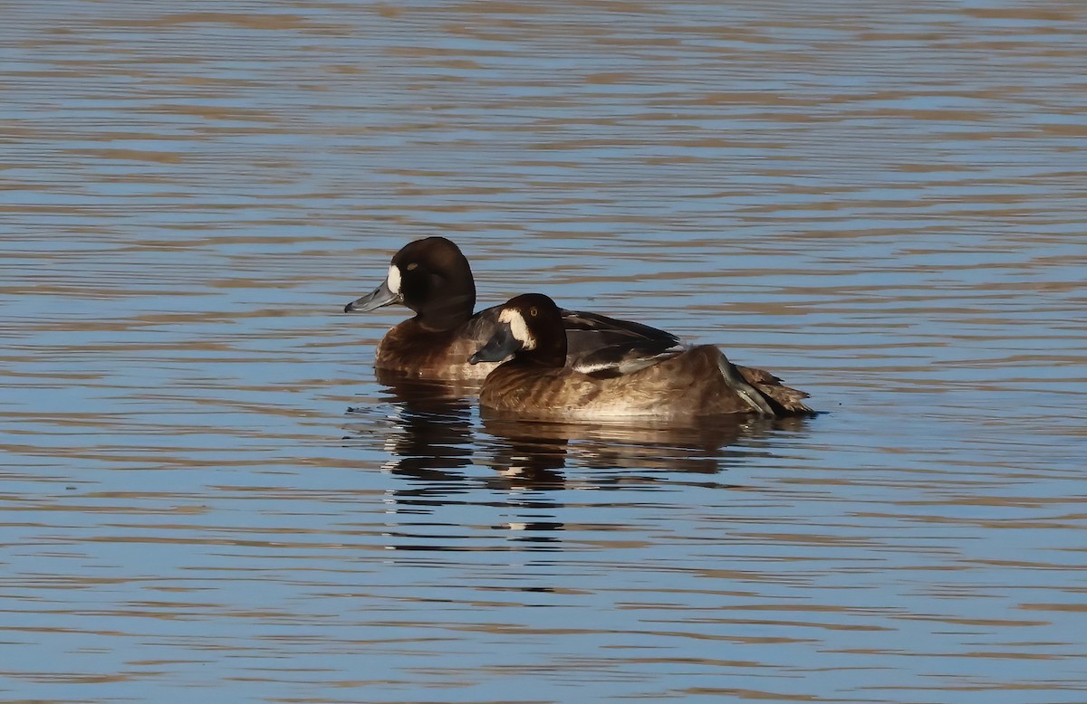 Moretta grigia - ML646118469