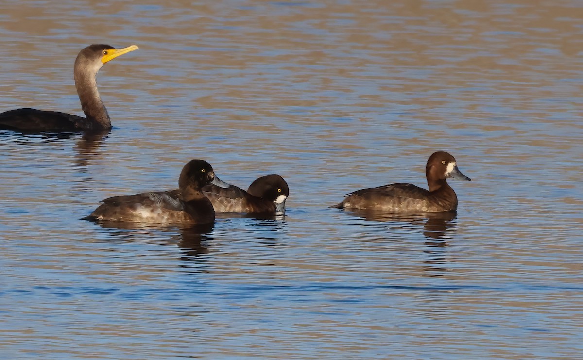 Moretta grigia - ML646118470