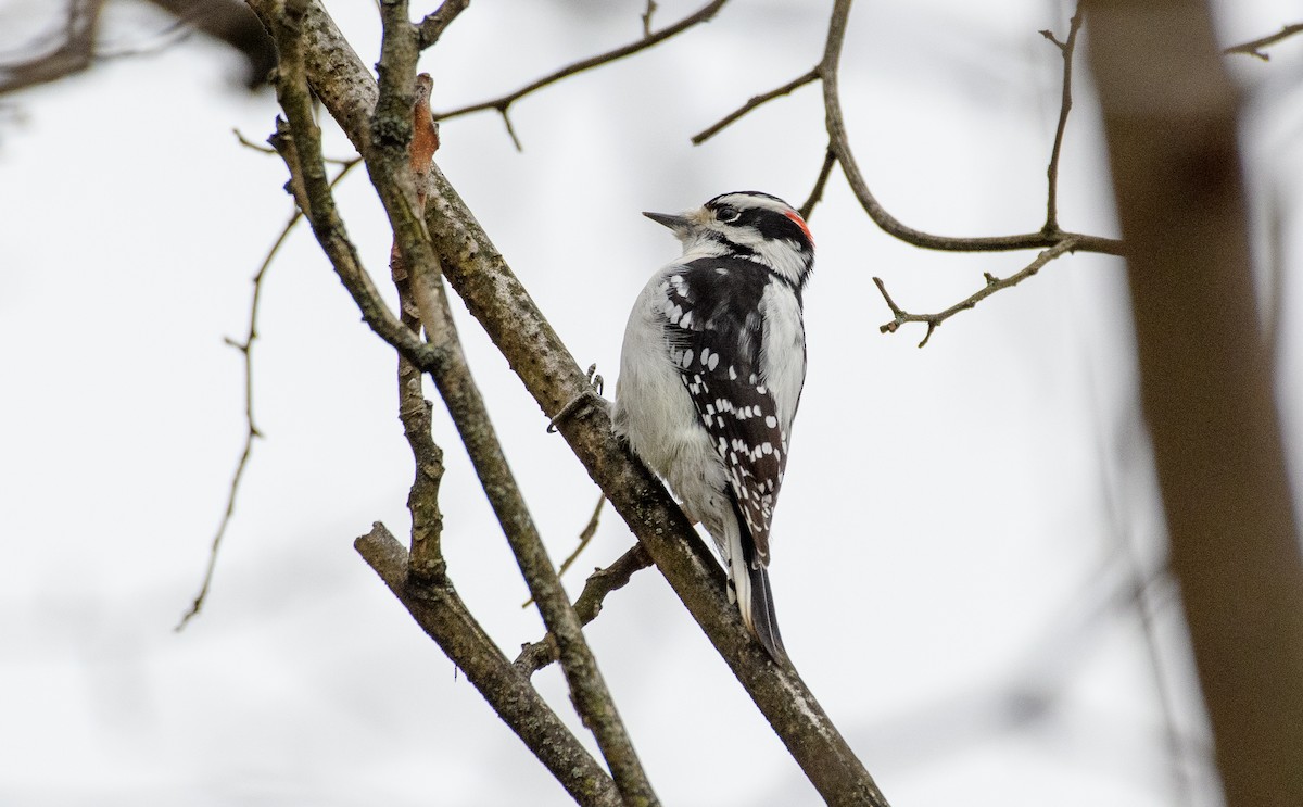 Дятел пухнастий - ML646118471