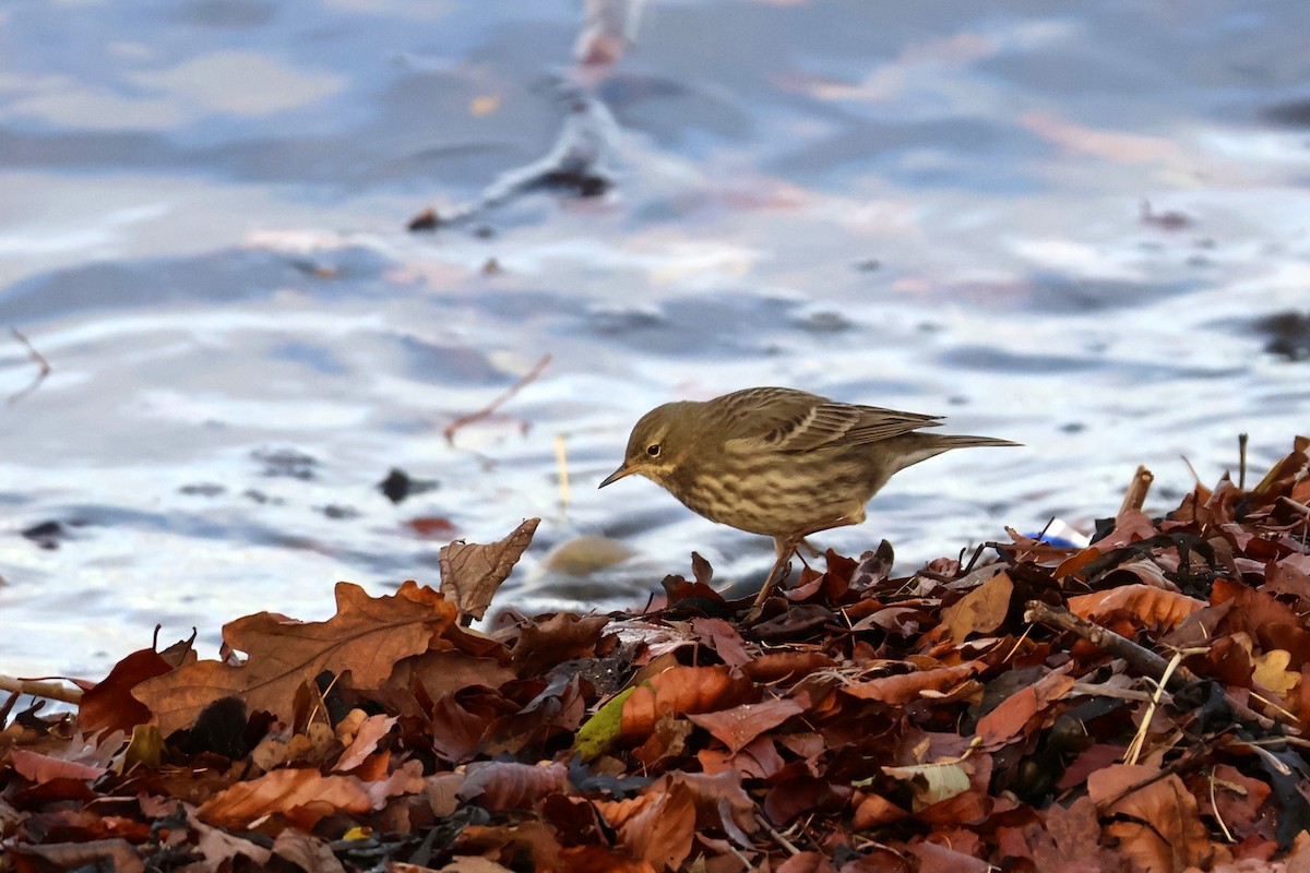 Bisbita Costero - ML646118473